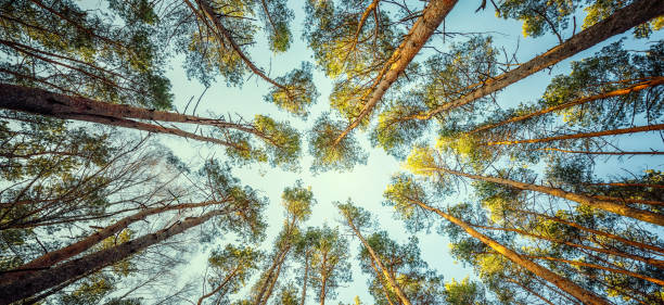 istock View of the crown trees in the pine forest, Retro style. 1231390231