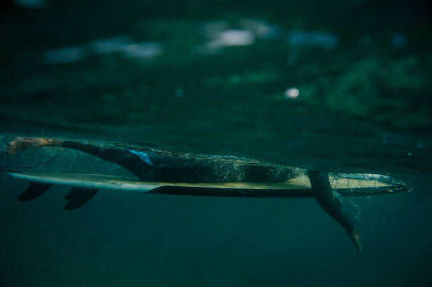 istock Underwater shot of surfer swimming on surfboard 1231390498