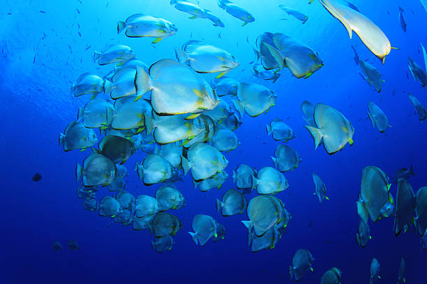 School of Batfish Shoal of Batfish (Longfin Spadefish) in the Red Sea longfin spadefish stock pictures, royalty-free photos & images
