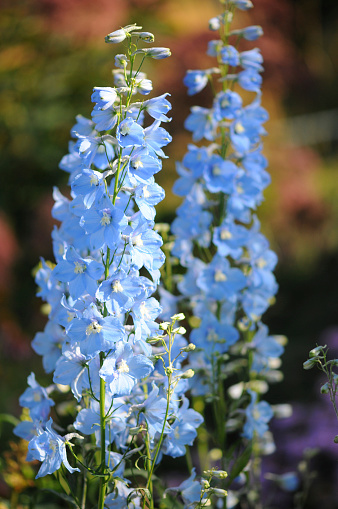(Delphinium glareosum)  This photo depicts a group of Olympic Larkspur growing on a talus slope.    This plant is a native perennial growing only in Washington, Oregon, and British Columbia.  They bloom June-September in sub-alpine to alpine zones.