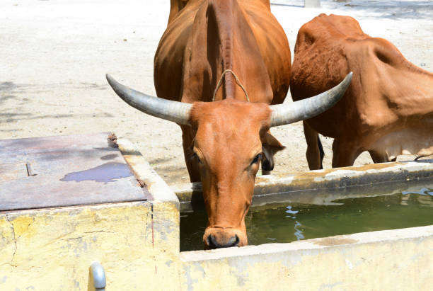istock Cow quenches its thirst in Rajasthan 1231427065