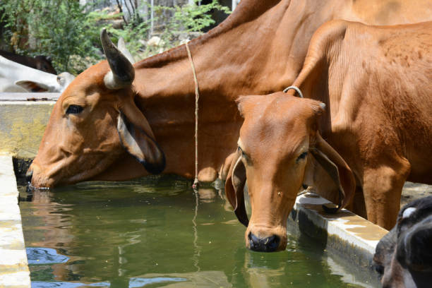 istock Cow quenches its thirst in Rajasthan 1231427067