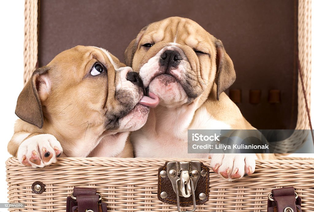 One English puppy bulldog licking another inside suitcase puppy english Bulldog close-up portrait in basket Animal Stock Photo