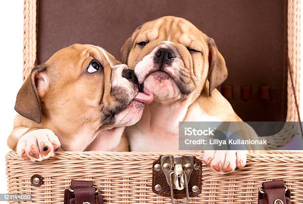 One English Puppy Bulldog Licking Another Inside Suitcase Stock Photo - Download Image Now