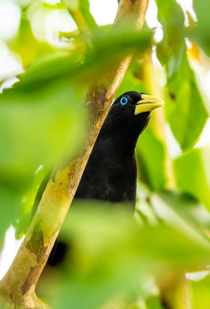 https://media.istockphoto.com/id/1231443705/photo/yellow-rumped-bird-named-cacique-is-hiding-in-the-leafs-of-tropical-tree-small-black-bird.jpg?s=612x612&w=0&k=20&c=RM0iPHGtEjm8TdczT1juvD_7BE8YUObmDS2NIdocfWM=