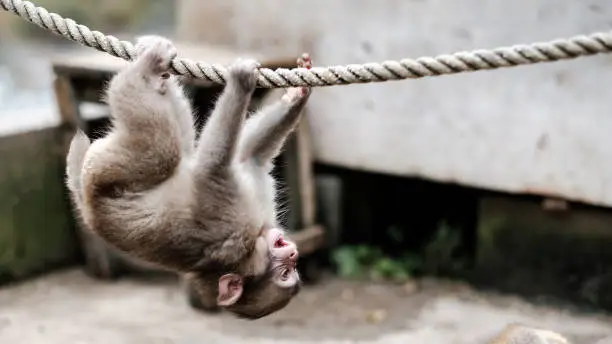 Photo of Amusement monkey
