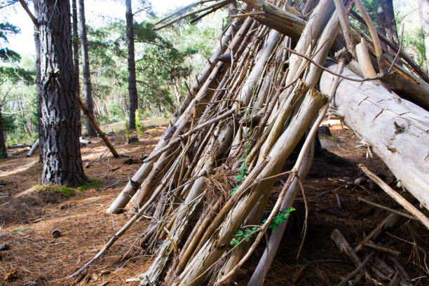 istock Wooden survival shelter hut in pine forest 1231461812