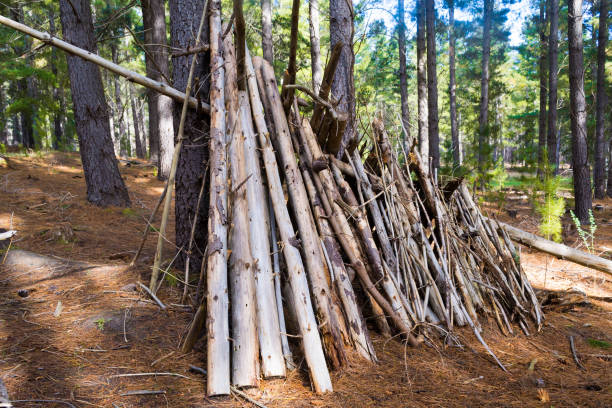 istock Wooden survival shelter hut in pine forest 1231464870