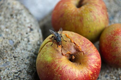 Bavaria, Germany. Flesh fly Sarcophaga carnaria feeding on decaying apple.