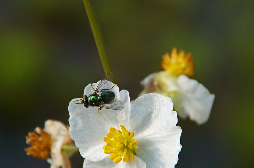 Bavaria, Germany. Anemone Hupehensis and the green bottle fly Lucilia.