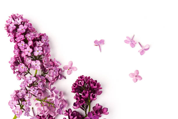 istock Beautiful blossoming lilac on white background. Copy space 1231472087