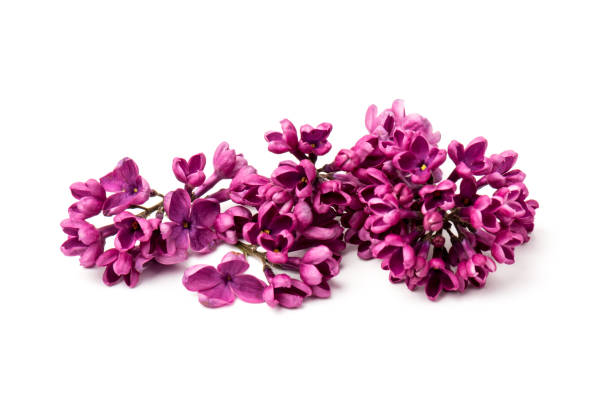 istock Beautiful blossoming lilac on white background. Copy space 1231474342