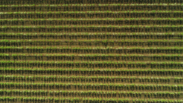 istock aerial view over agricultural gardens 1231493629