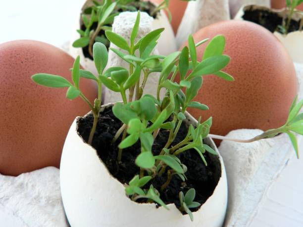 istock Micro greens cress salad grows in an white egg shell. Beige egg in paper egg box. Vegan and healthy eating concept. Creative eco concept. Zero waste. 1231528587