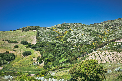 Cultivated hilly landscape of Sardinia, Italy