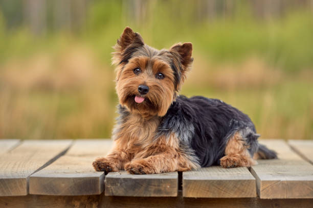 Getty Yorkshire Terrier posing in the Averbode Forest. yorkshire terrier stock pictures, royalty-free photos & images