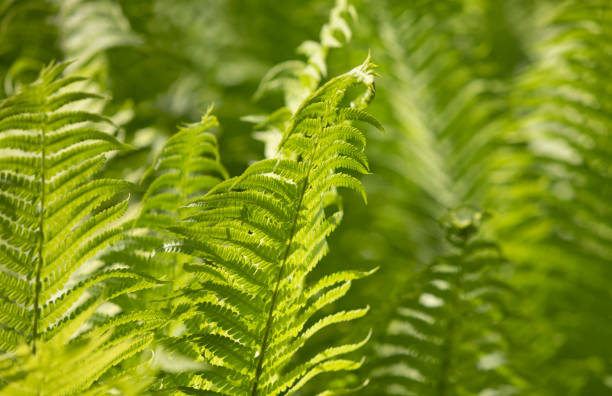 istock Natural floral fern background 1231575888
