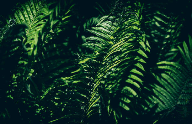 istock Natural floral fern background 1231578945