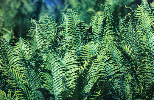 Natural floral fern background in moon light. Perfect natural fern pattern.  Green ferns in garden. Natural texture.