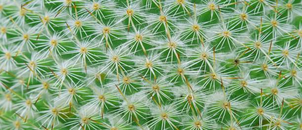 istock thorn cactus texture background, close-up texture of cactus plant, panoramic image 1231600353