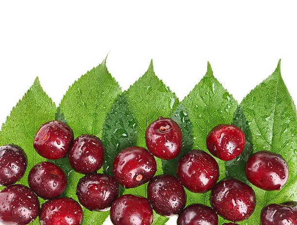 Many red wet cherry fruits (berries) on green leaves, isolated with copy space design ready