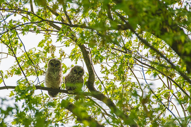 istock Two baby barred owls 1231604037