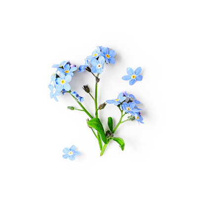 Blue forget me not flowers creative composition isolated on white background clipping path included. Springtime and mothers day concept. Design element, flat lay, top view