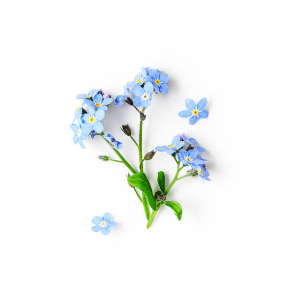 Forget me not flowers Blue forget me not flowers creative composition isolated on white background clipping path included. Springtime and mothers day concept. Design element, flat lay, top view forget me not stock pictures, royalty-free photos & images