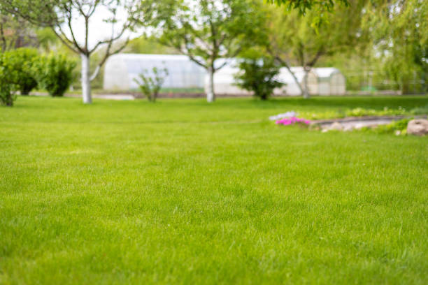 istock green perfect lawn in the backyard 1231626424