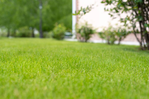 istock green perfect lawn in the backyard 1231627446