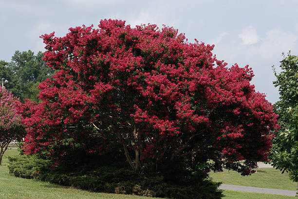 Crepe Myrtle – Foto