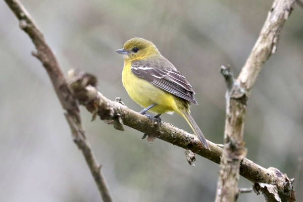istock Female Orchard Oriole 1231684282