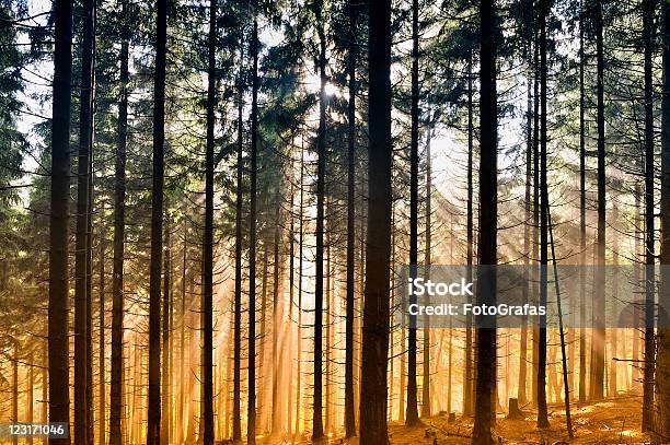 Misty Paisagens Em Floresta - Fotografias de stock e mais imagens de Montanha Harz - Montanha Harz, Abeto, Ambiente dramático
