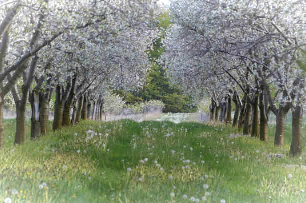 A row of Michigan cherry trees in bloom.