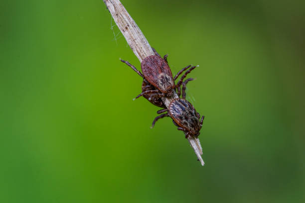 istock tick on a blade of grass 1231712587