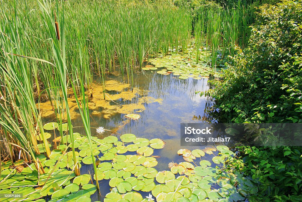 Feuchtgebiete: Lily Pads, Cattails und-Gras - Lizenzfrei Farbbild Stock-Foto