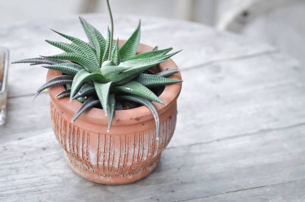 istock cactus, Haworthia limifolia cactus 1231721754