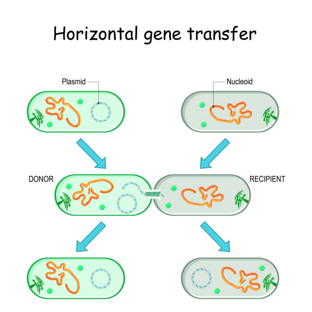 Horizontal gene transfer for example bacteria Horizontal gene transfer for example bacteria. Transfer of DNA via a plasmid from a donor to a recombinant recipient during cell-to-cell contact. Microbial Genetics and antibiotic resistance. plasmids stock illustrations