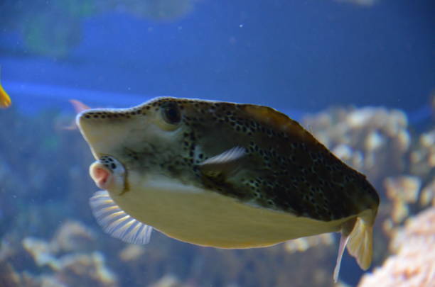 istock Tropical fish in aquarium, Frankfurt am Main (Germany) 1231731456