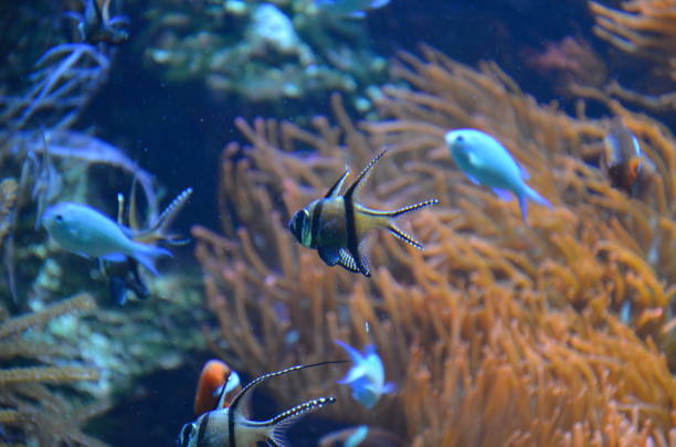 istock Tropical fish in aquarium, Frankfurt am Main (Germany) 1231731458