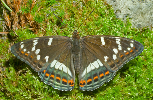 A close up of the butterfly (Limenitis populi ussuriensis) on moss.