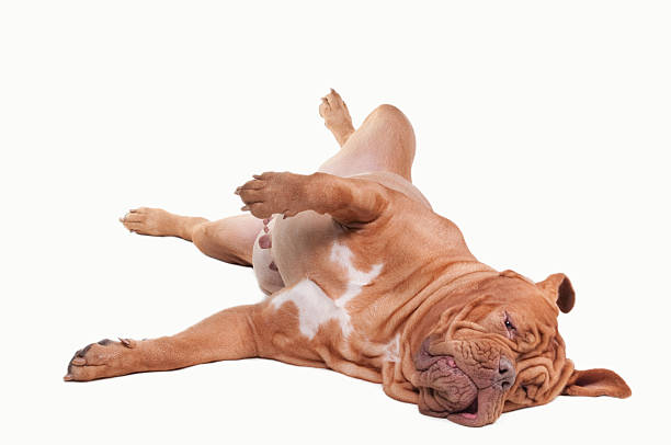 istock Playful dog on the floor 123173565