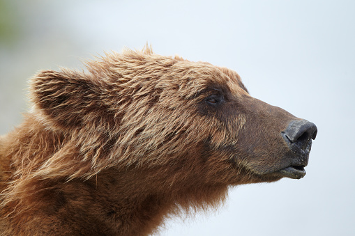 Brown bear portrait. Katmai, Alaska