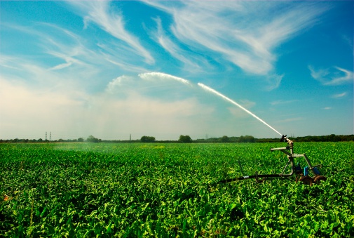 A single sprayer irrigates a crop in a farm field in Suffolk UK