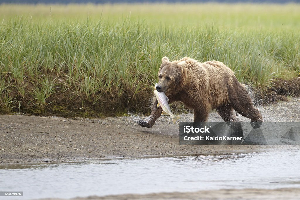 큰곰 실행 고기잡이 카트마이 알래스카 큰곰에 대한 스톡 사진 및 기타 이미지 - 큰곰, 0명, 곰 - iStock