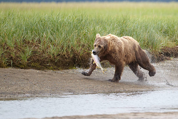 istock Brown bear running with fish. Katmai, Alaska 123174476