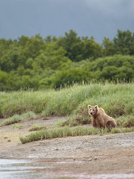 istock Brown bear sitting at a creek. Katmai, Alaska 123174480