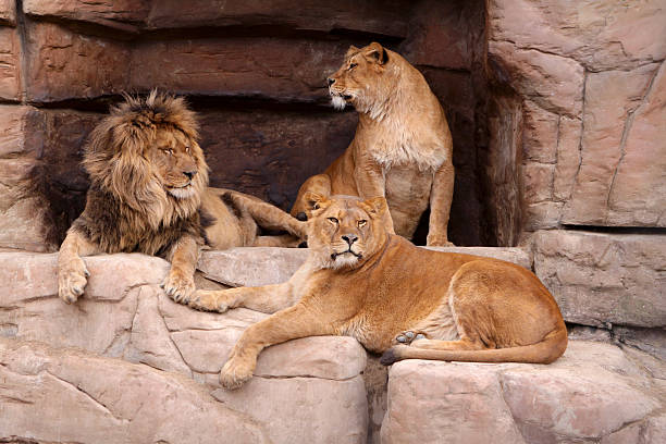 ファミリのライオン - lion mane strength male animal ストックフォト��と画像