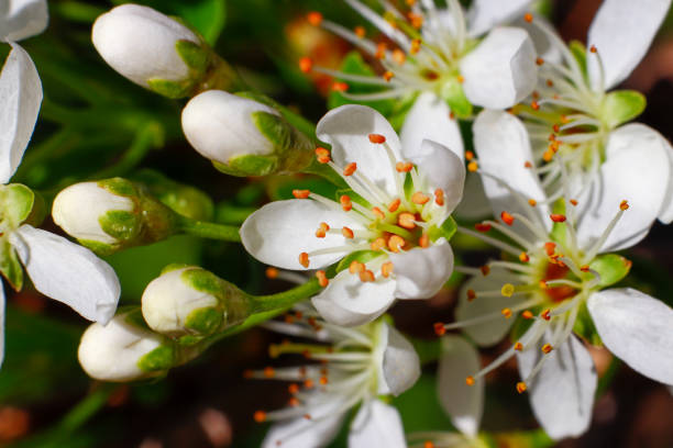 istock Flowers of the cherry blossoms on a spring day macro 1231753686