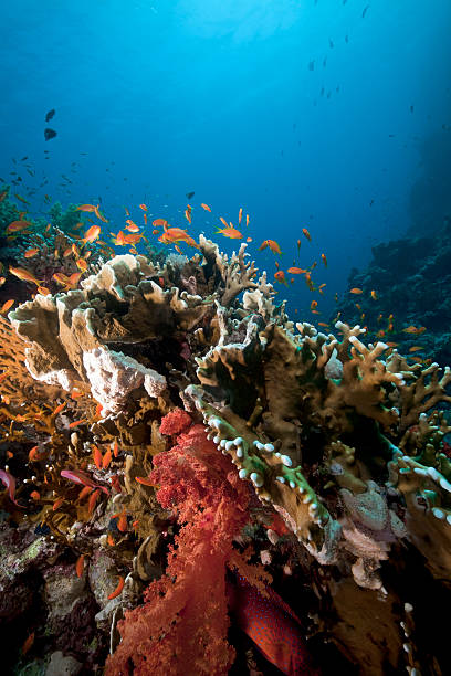 istock Coral reef and fish in the Red Sea. 123176036